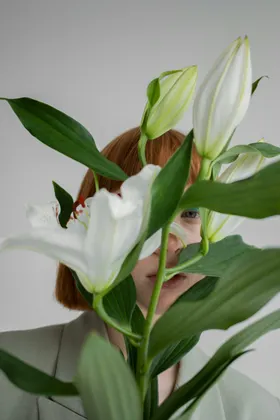 百合花摄影自然景观绽放草