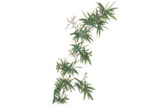 竹子