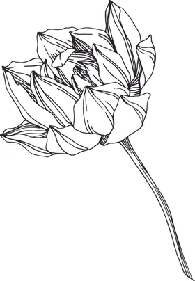 白描植物