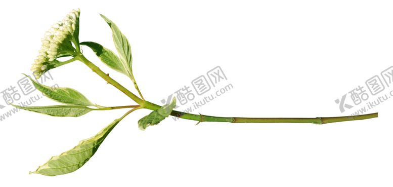 编号：12905809261015574691【酷图网】源文件下载-花边