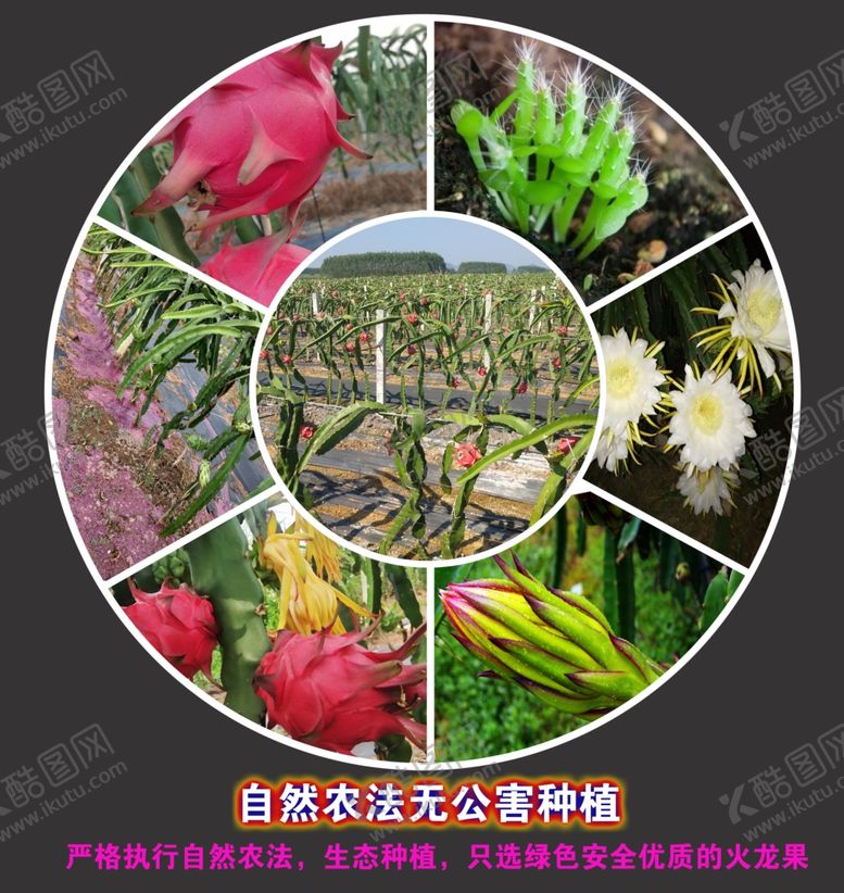 编号：56608709261956143677【酷图网】源文件下载-火龙果图片