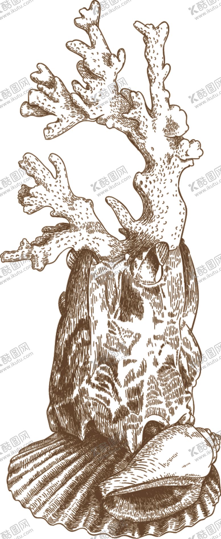 编号：83588910050739287633【酷图网】源文件下载-珊瑚素描