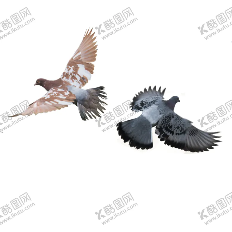 编号：23534610170855419876【酷图网】源文件下载-鸽子