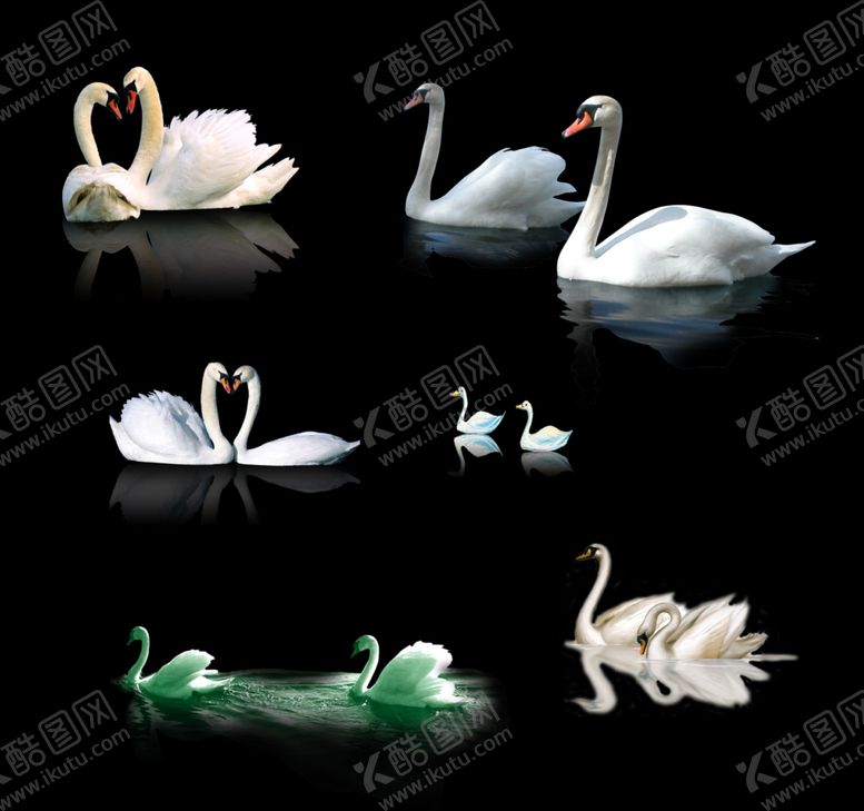 编号：53974509120530342496【酷图网】源文件下载-天鹅