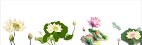 荷花莲花