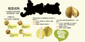 泰国榴莲宣传页展示