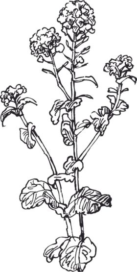 素描鲜花