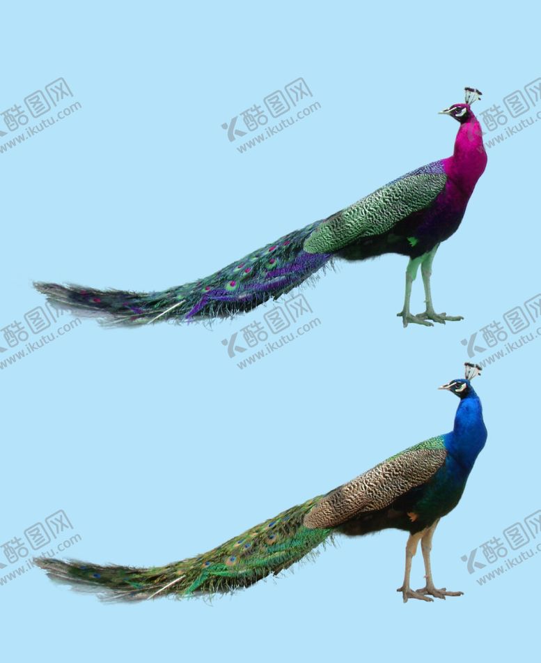 编号：95793409261811052613【酷图网】源文件下载-孔雀动物