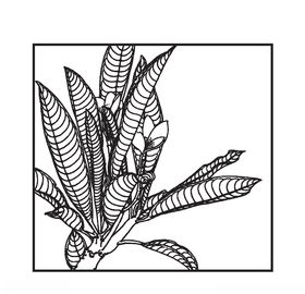 色块鸡蛋花