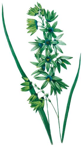 植物花卉油画装饰画