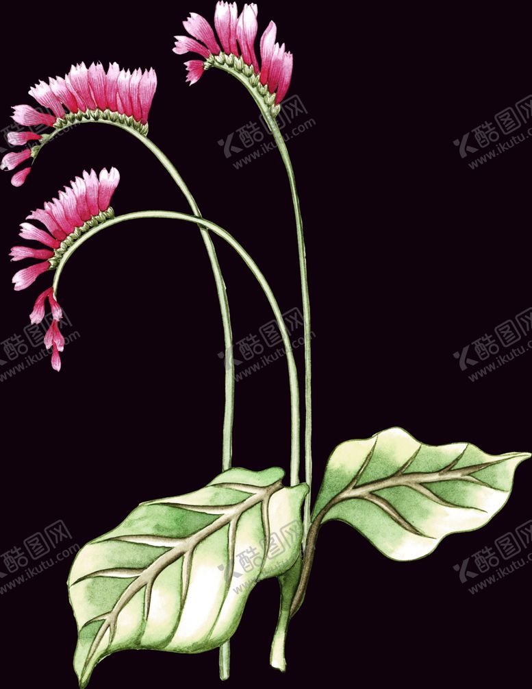 编号：61473507130414016396【酷图网】源文件下载-手绘花
