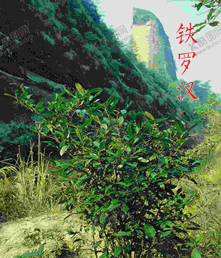 编号：70036801191057438465【酷图网】源文件下载-铁罗汉茶山