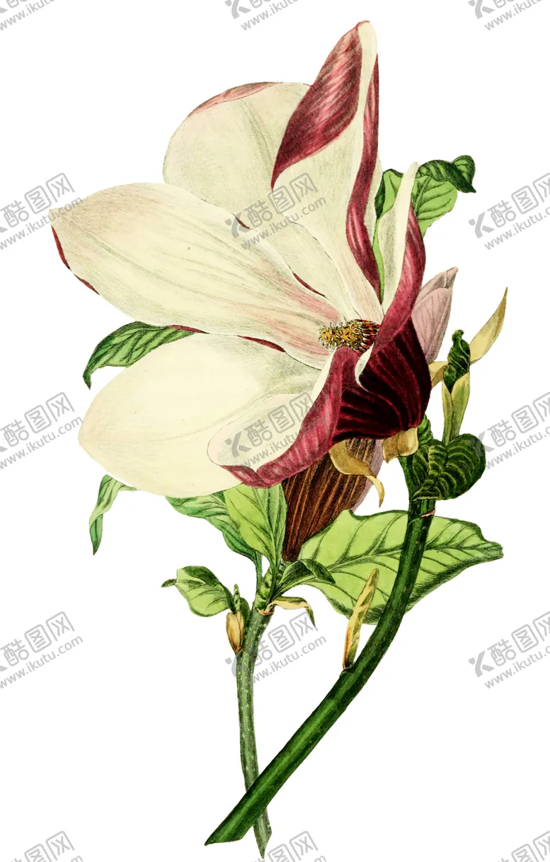 编号：73785006301113499157【酷图网】源文件下载-复古鲜花植物装饰图案