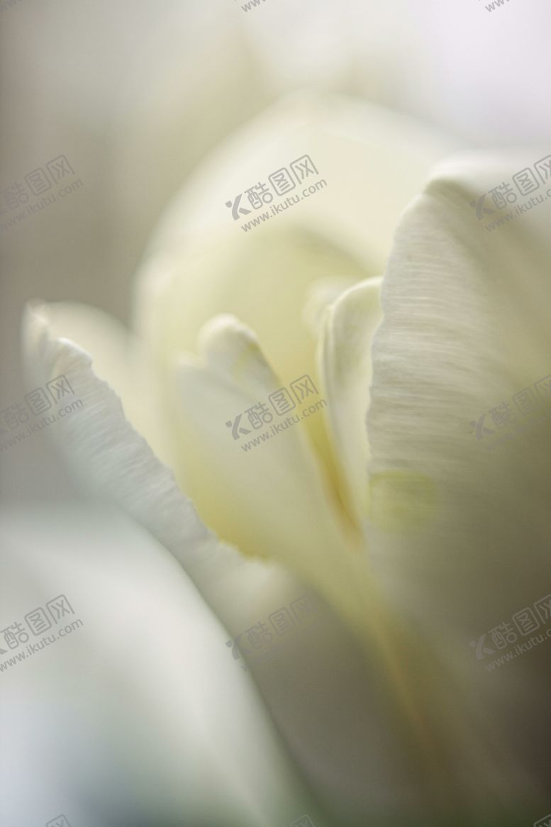 编号：95676012071128566459【酷图网】源文件下载-郁金香