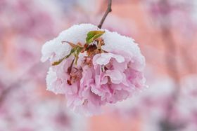 樱花