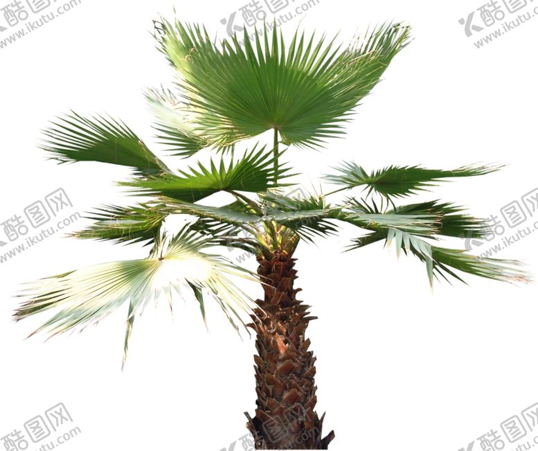 编号：54752409181547014604【酷图网】源文件下载-蒲葵