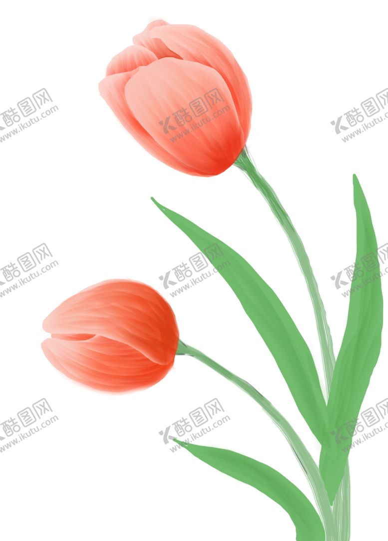 编号：28608210300855431187【酷图网】源文件下载-郁金香插画
