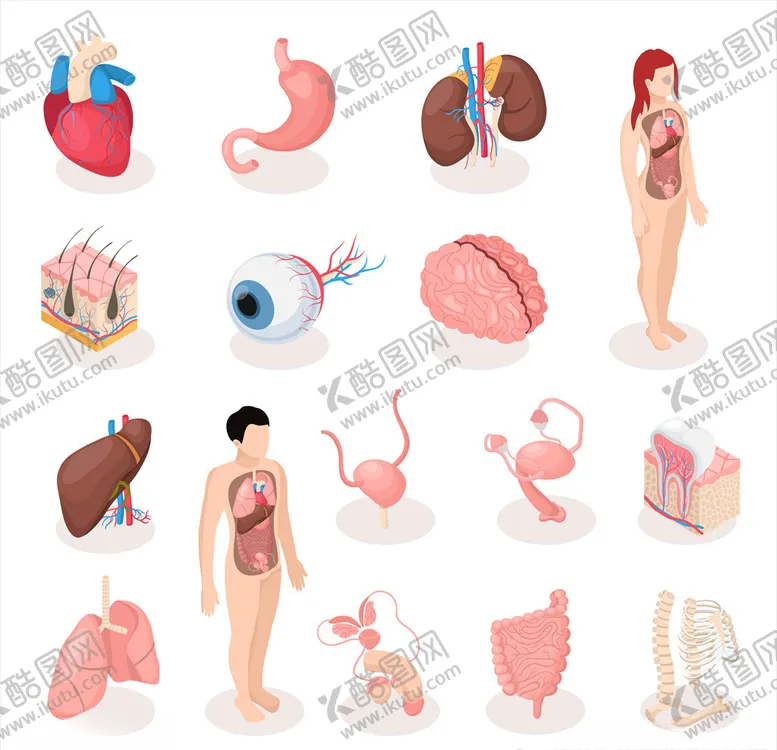 编号：96355405141958009018【酷图网】源文件下载-人类器官