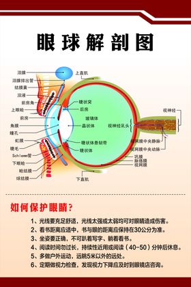 眼球解剖图