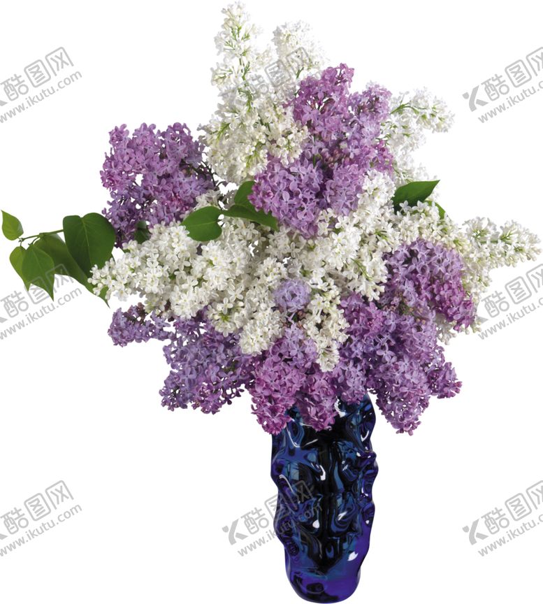 编号：48801706270921273811【酷图网】源文件下载-丁香花