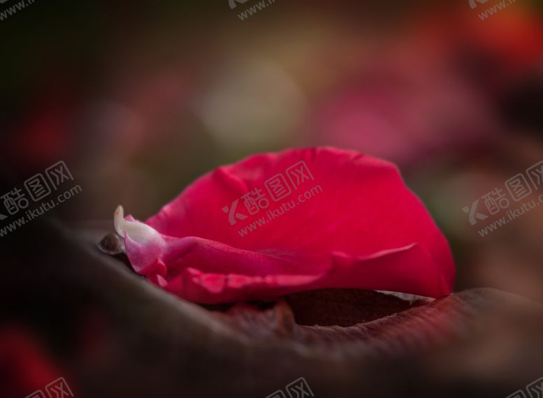 编号：62304210050817046287【酷图网】源文件下载-风景照