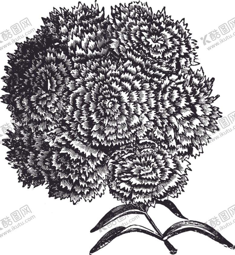 编号：95435709291952045056【酷图网】源文件下载-线描植物