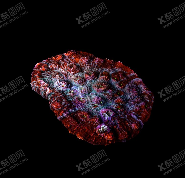 编号：16011606250016165917【酷图网】源文件下载-海洋生物