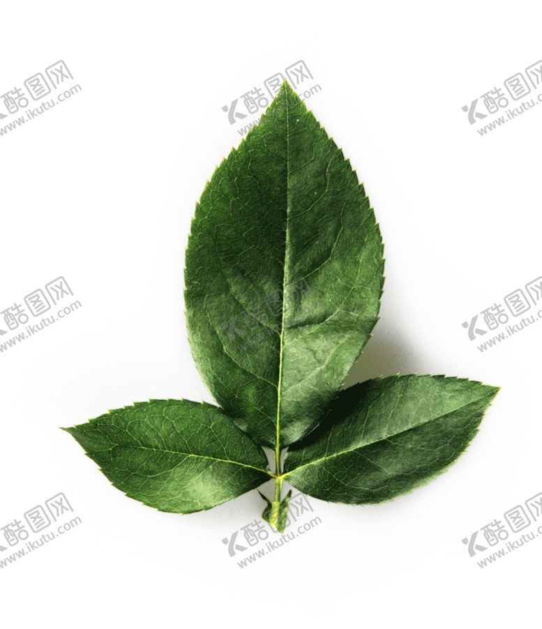 编号：10870310290832266797【酷图网】源文件下载-树叶