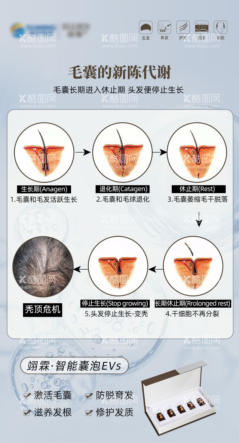 编号：68054212031313314348【酷图网】源文件下载-毛发的脱发周期