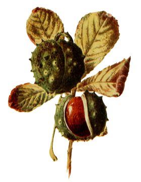 复古花朵植物图案