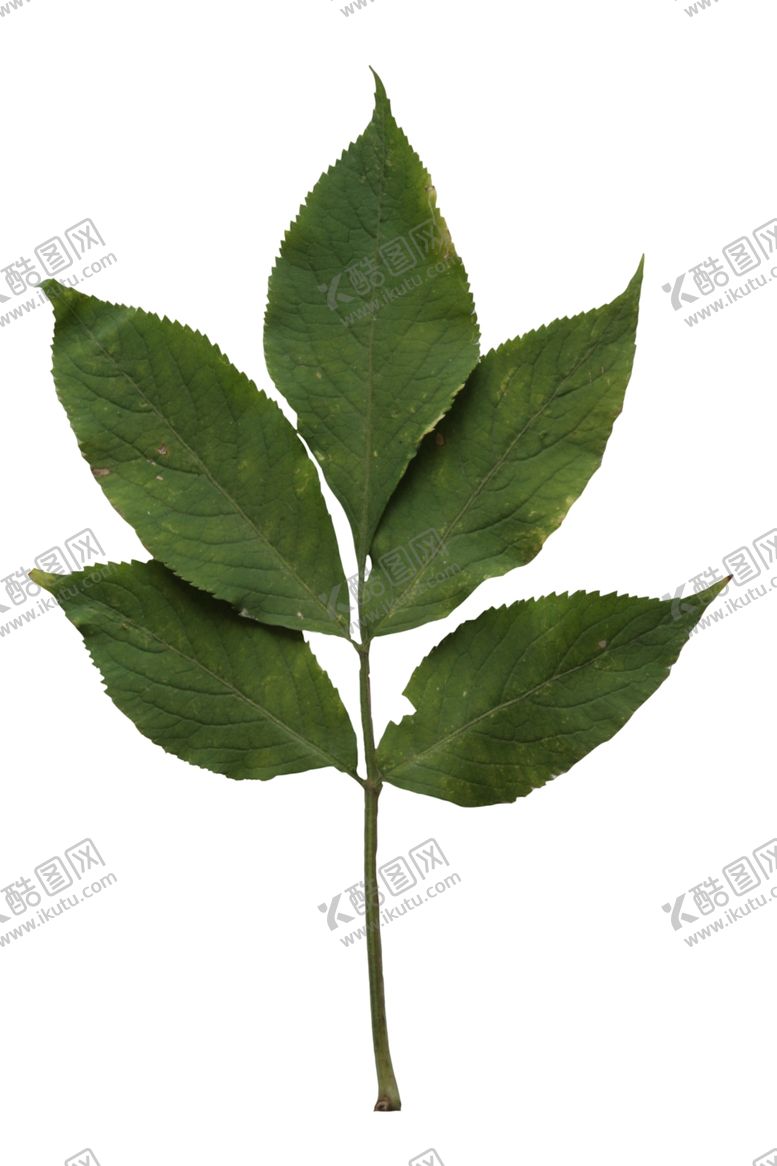 编号：82203509281559209348【酷图网】源文件下载-树叶