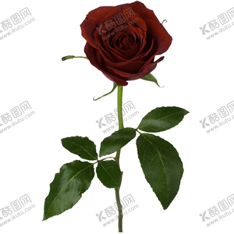 编号：26074209092100585789【酷图网】源文件下载-黑玫瑰