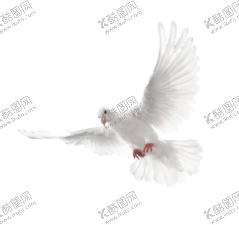 编号：36581705101014301147【酷图网】源文件下载-鸽子
