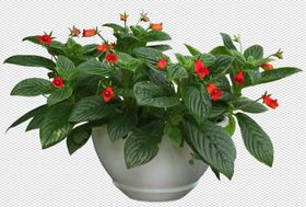 透明底植物