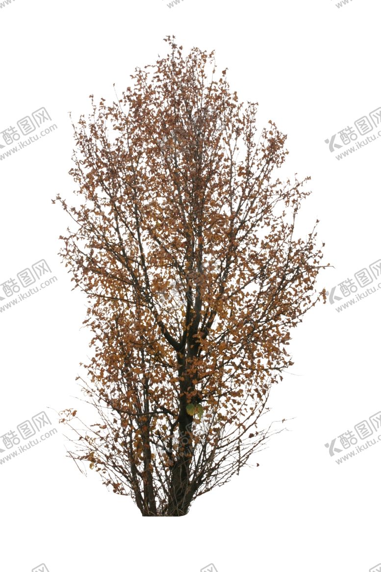 编号：49389209192153253355【酷图网】源文件下载-树木