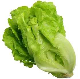 生菜