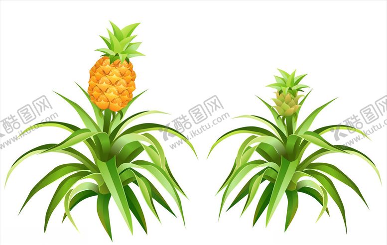 编号：64847010282300293449【酷图网】源文件下载-菠萝