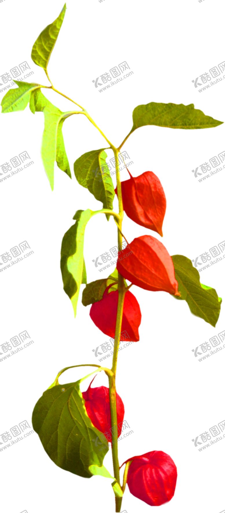 编号：52020805182333244858【酷图网】源文件下载-花素材
