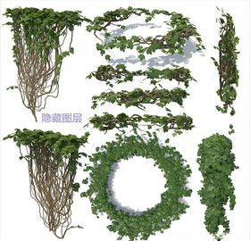 攀爬植物
