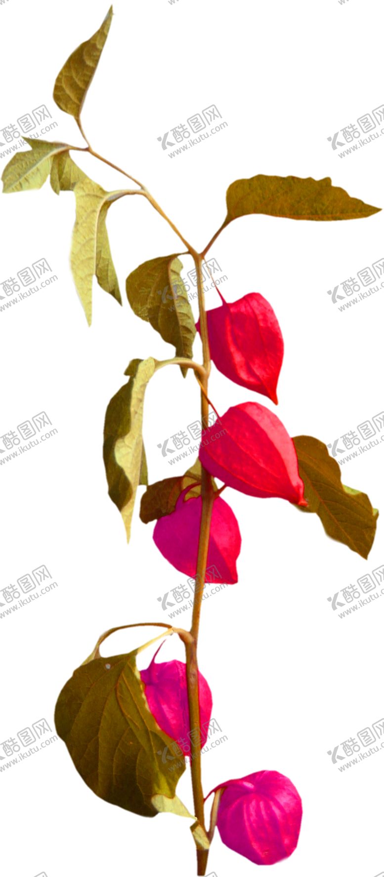 编号：50965806240146452862【酷图网】源文件下载-鲜花素材