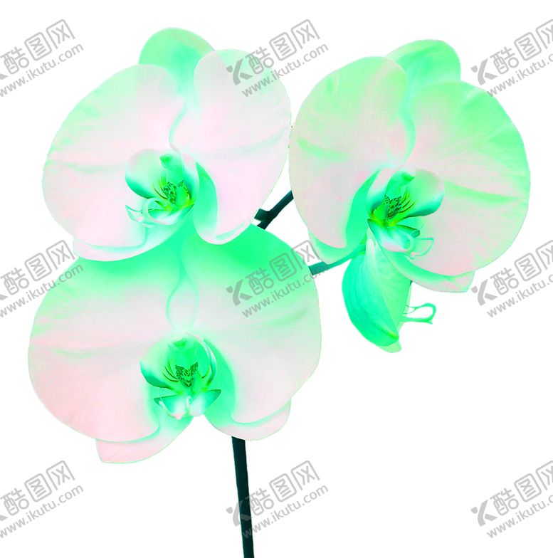 编号：95889910200532473184【酷图网】源文件下载-花素材