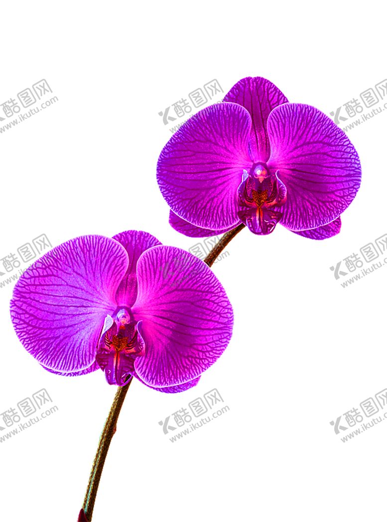 编号：24751207132229592962【酷图网】源文件下载-花素材