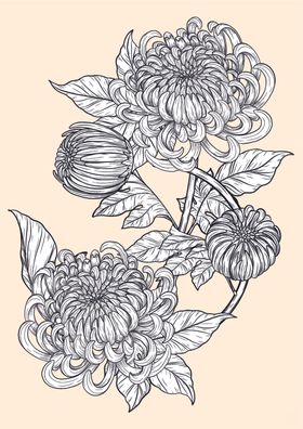 素描绘画植物花朵