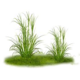 草地