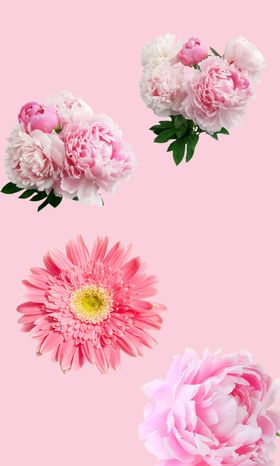 花朵粉色花花儿鲜花美