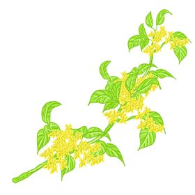 手绘桂花png免抠素材中国画中国风食品卉