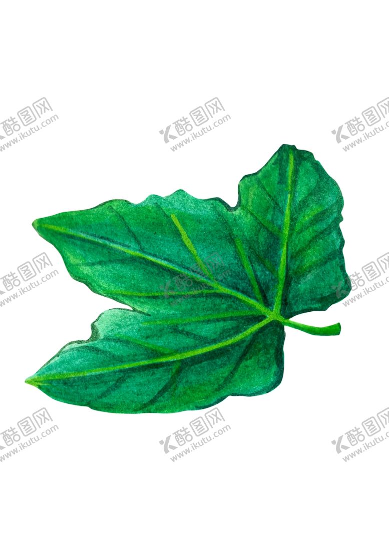 编号：80450510110032423292【酷图网】源文件下载-树叶