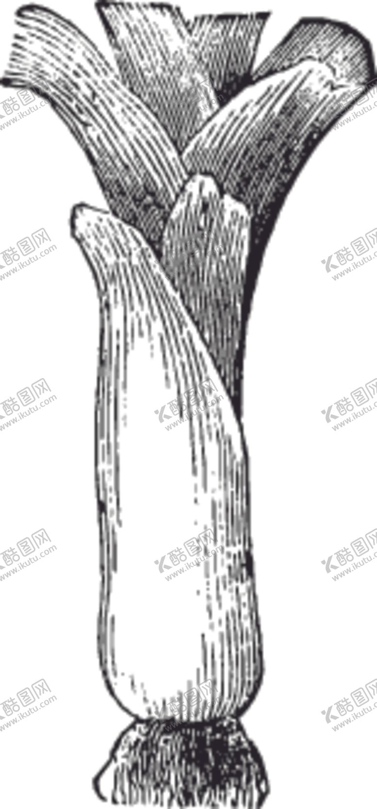 编号：77064510260125506331【酷图网】源文件下载-素描手绘蔬菜