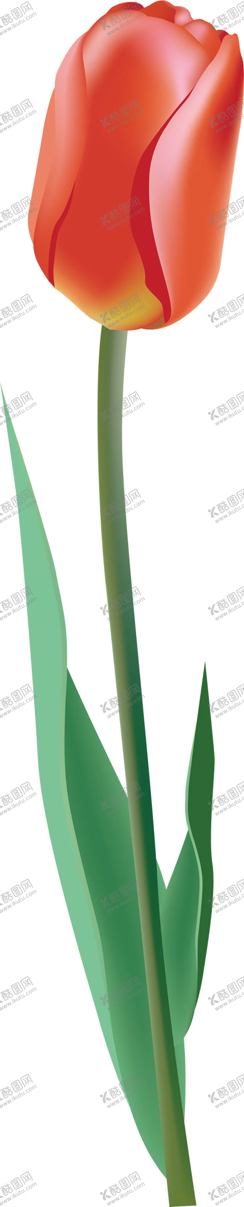 编号：56839606151554038568【酷图网】源文件下载-郁金香