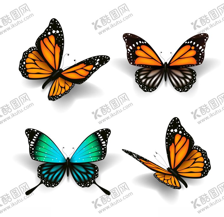 编号：77239904202345238060【酷图网】源文件下载-蝴蝶昆虫动物